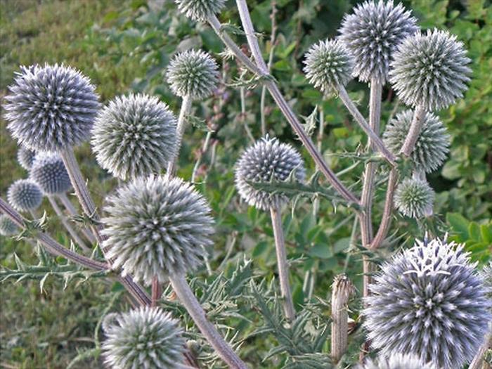 loptasti Echinops