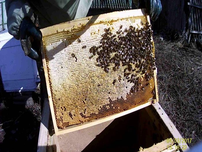 transferring bees to a new hive in the fall