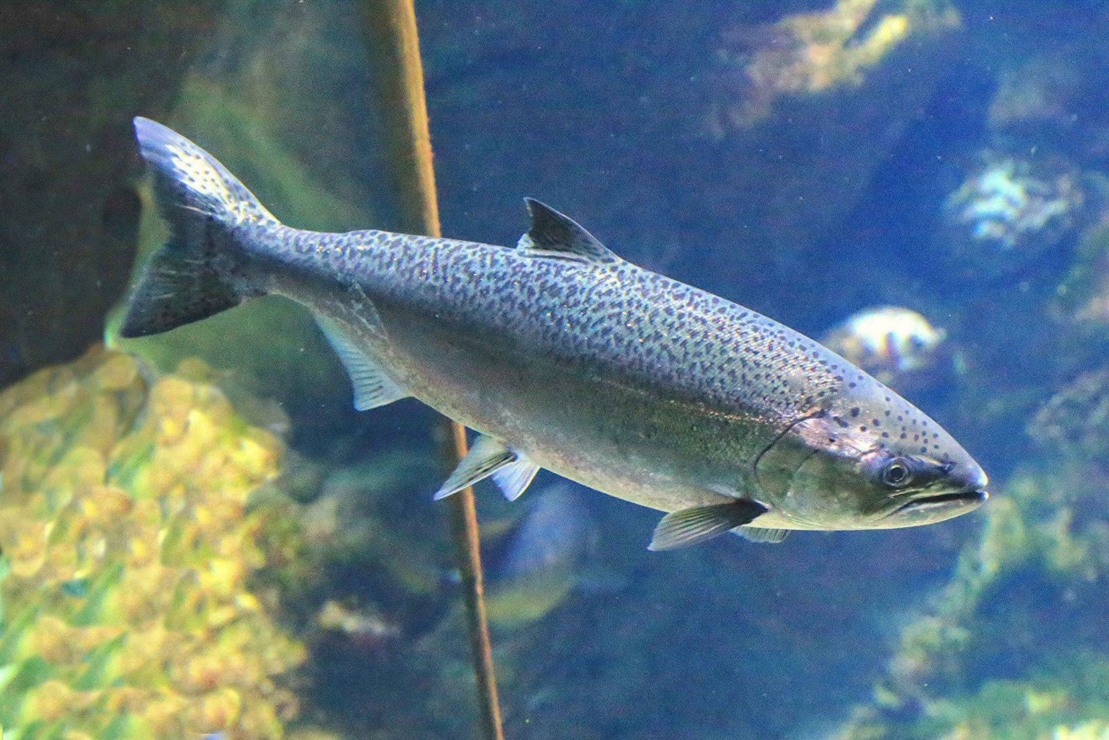  Pesce chiamato salmerino nell'acqua