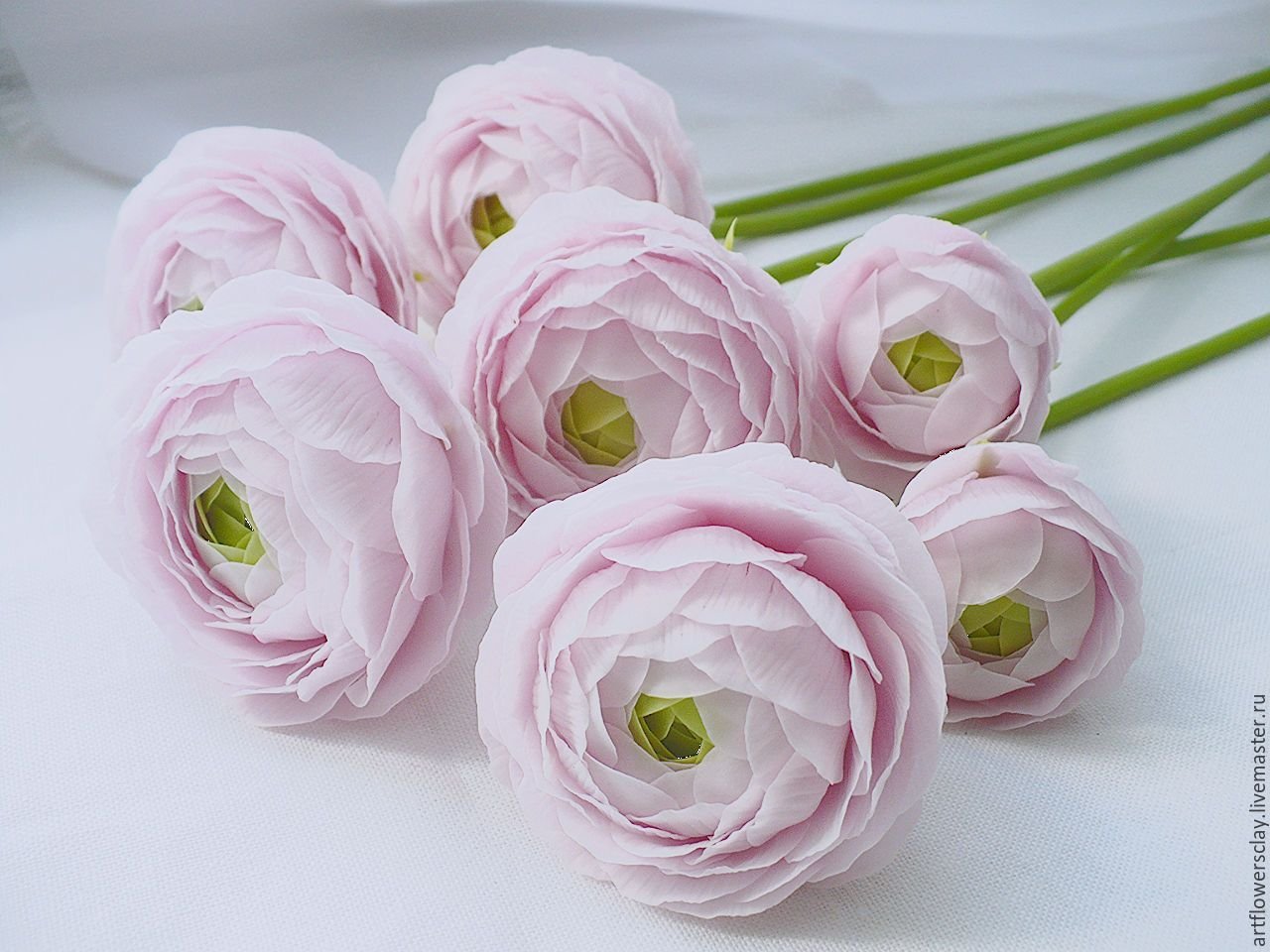 Ranunculus