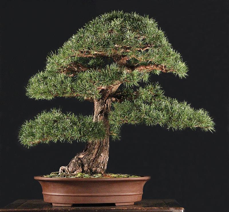 Uradi sam bonsai