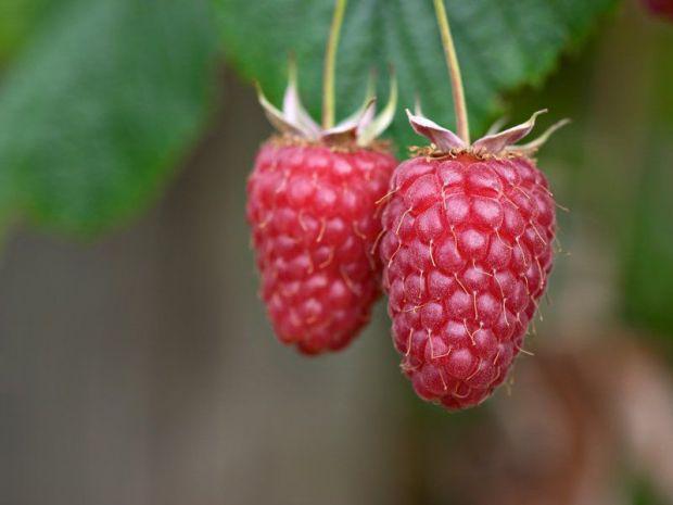 framboise géante