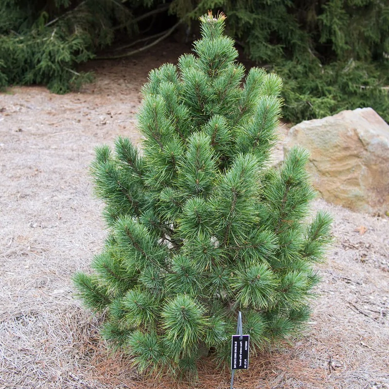 European pine small