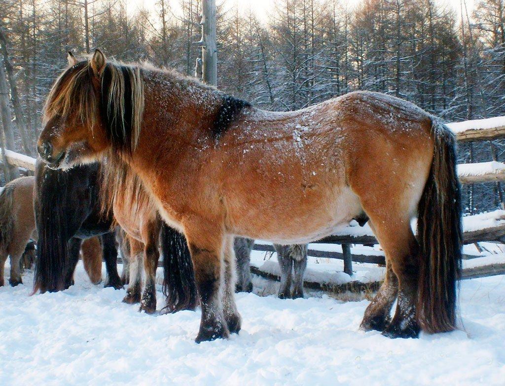 lindo cavalo Yakut