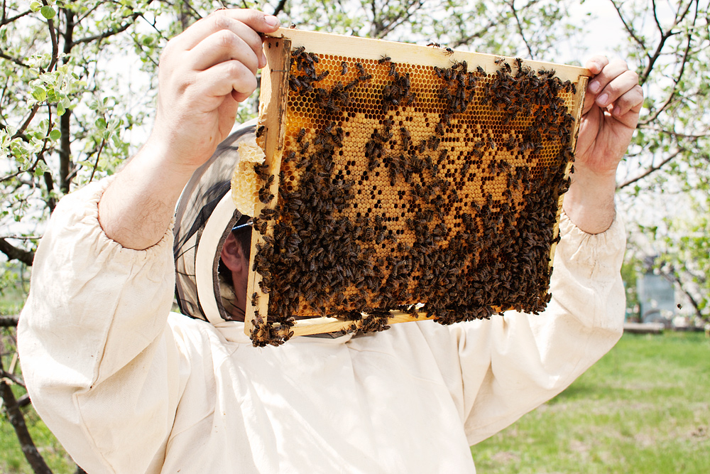 Bienen im Oktoberfoto