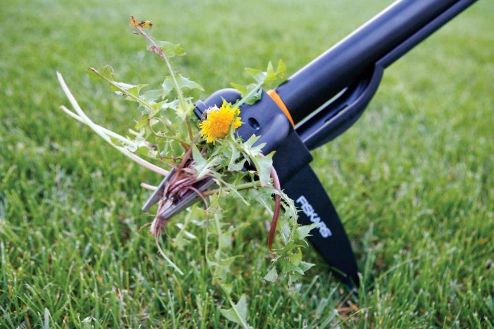 Hoe je voor altijd van paardenbloemen af ​​kunt komen