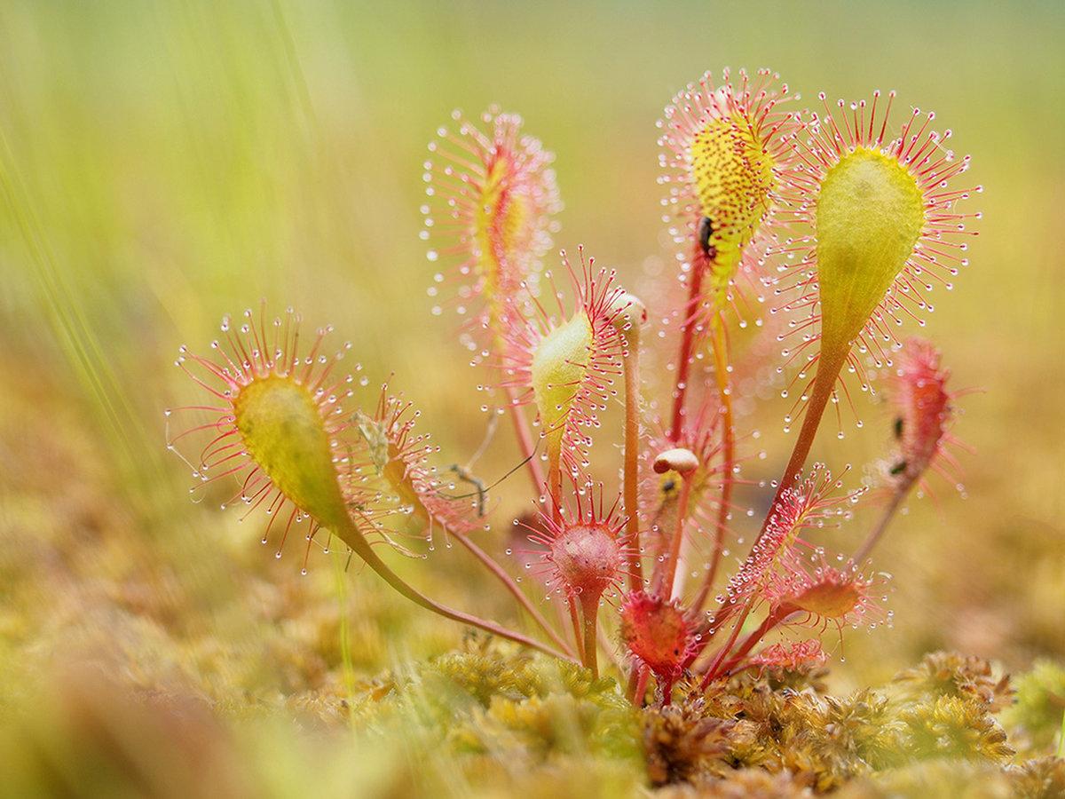 Sundew'un açıklaması