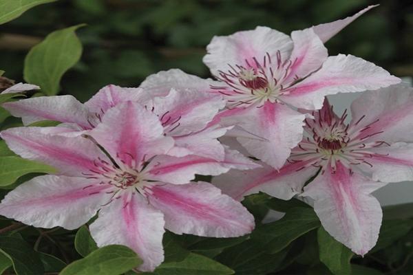 fantasia rosa clematis