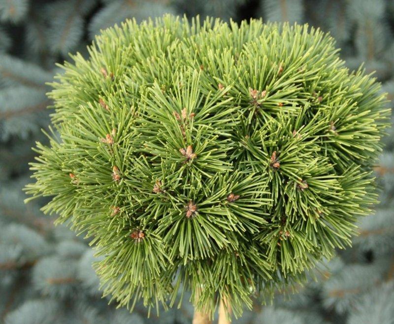 Description and varieties of dwarf pines, care and use in landscape design