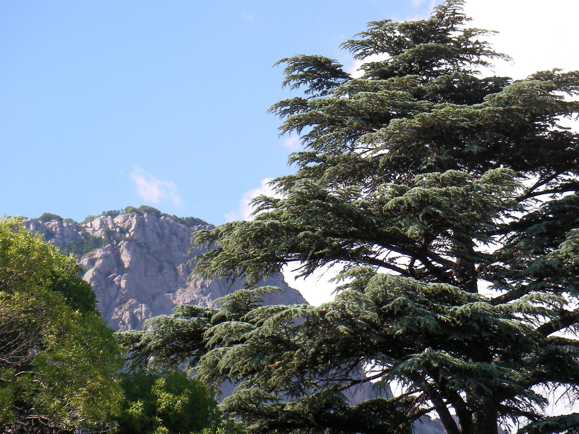 Φωτογραφία από κέδρο της Κριμαίας