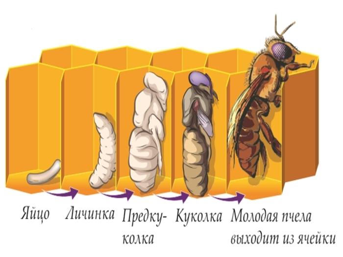 rozwój pszczół od jaja do pszczoły