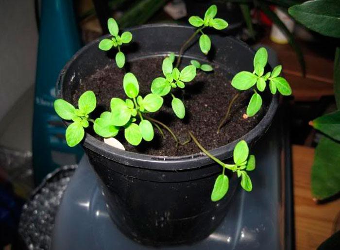 plàntules de Cleome