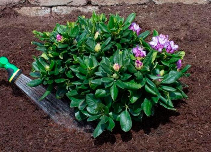 watering flowers