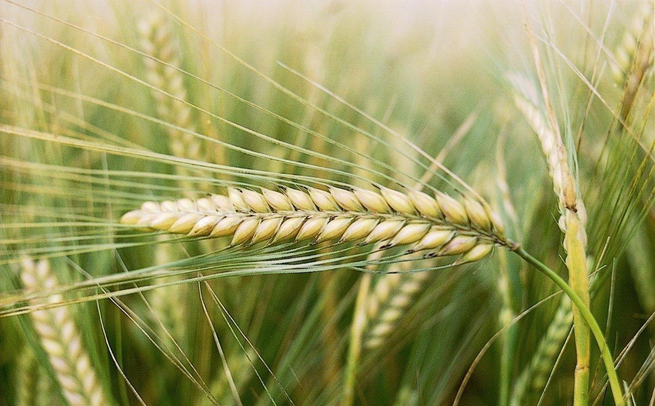 mga pataba para sa spring barley