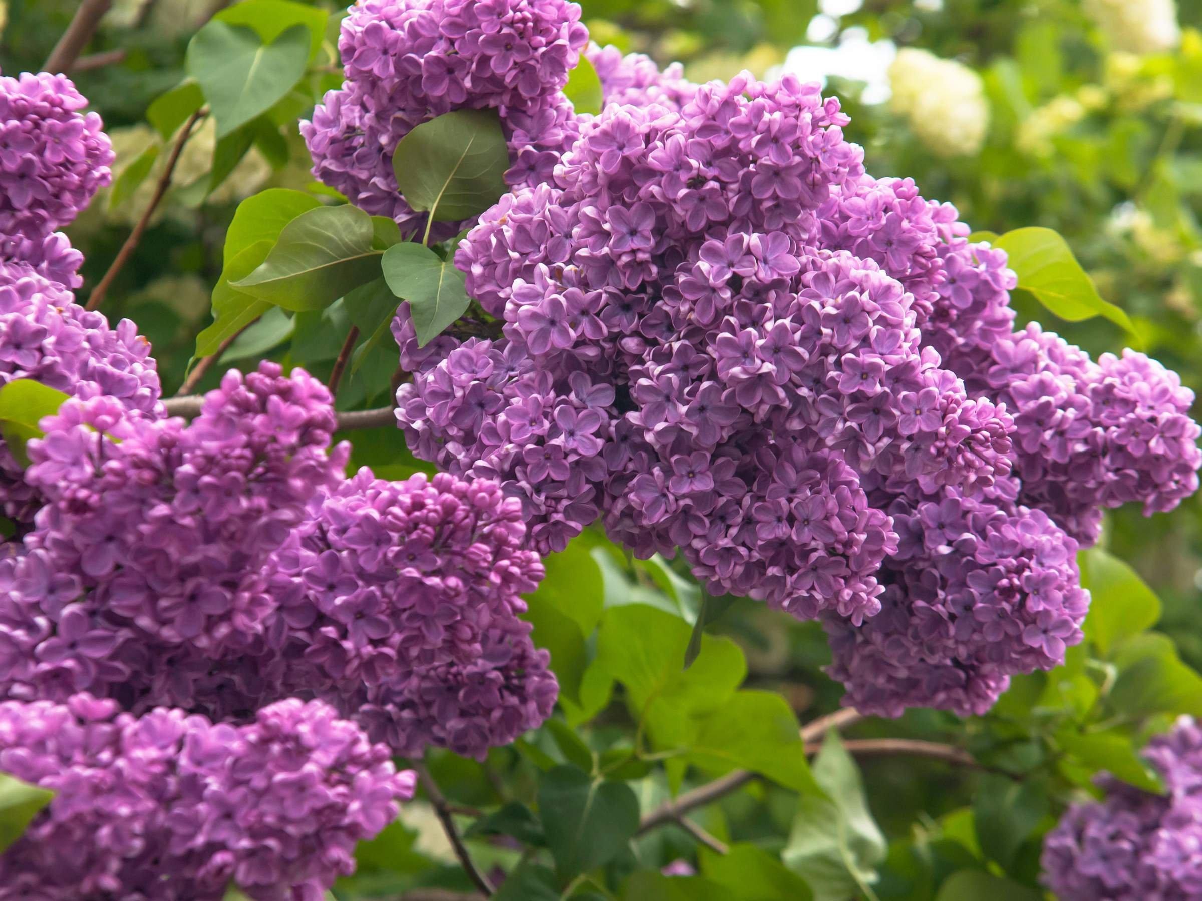 Plantación y cuidado de lilas.