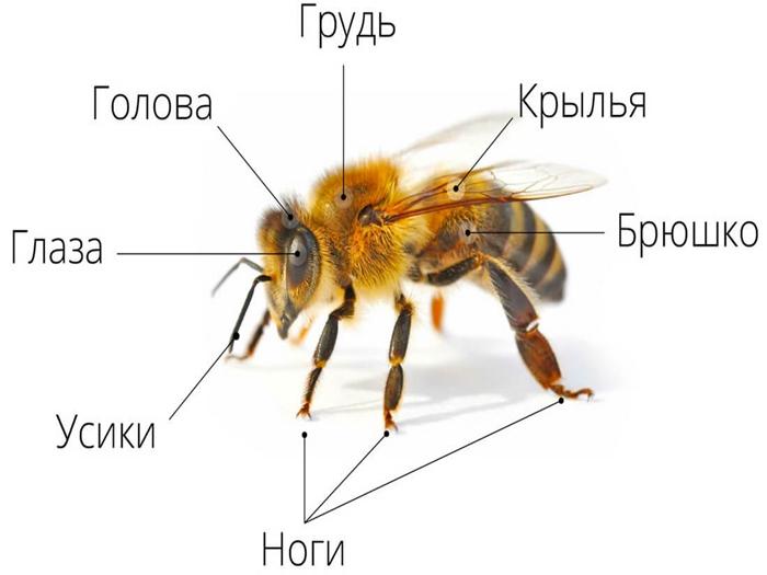 structure of a bee