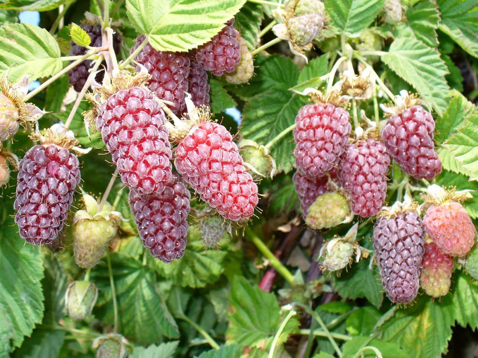 Ezhemalina Loganberry