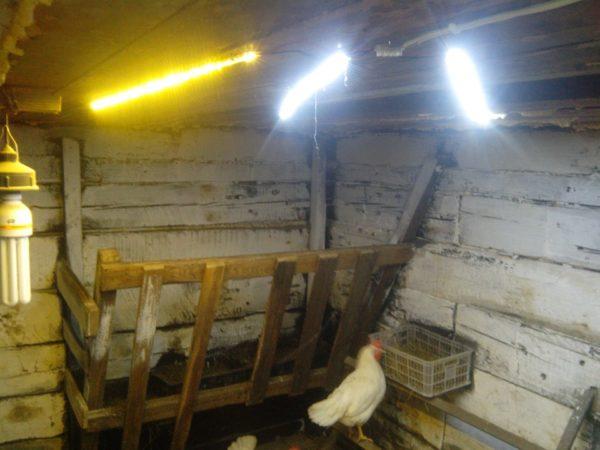 Lámparas fluorescentes en el gallinero.