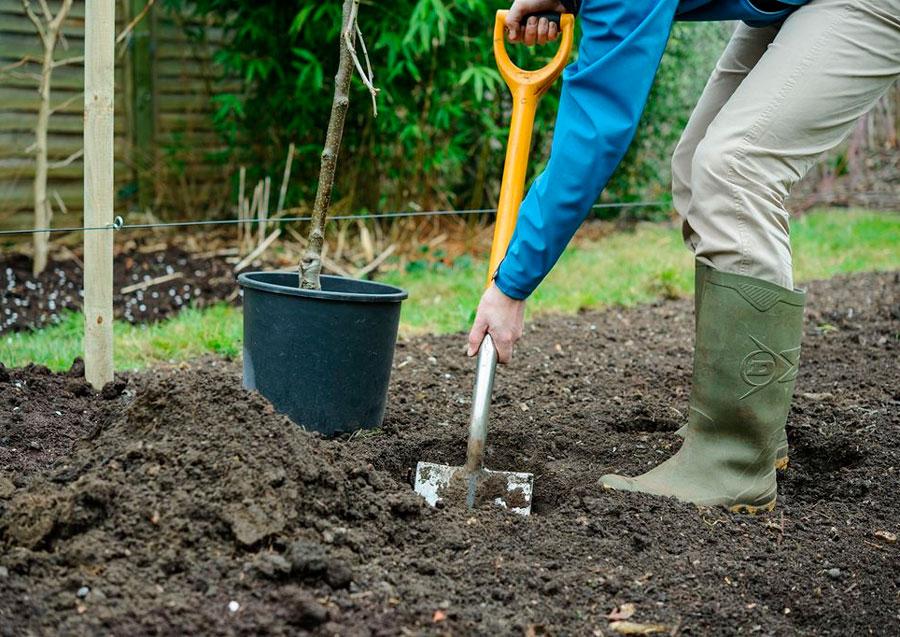 apple tree planting