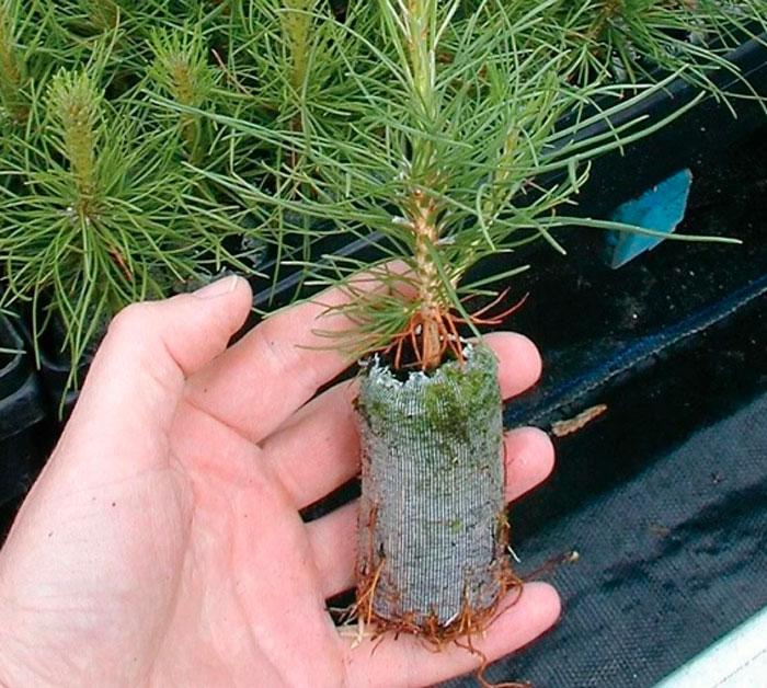 propagate cedar