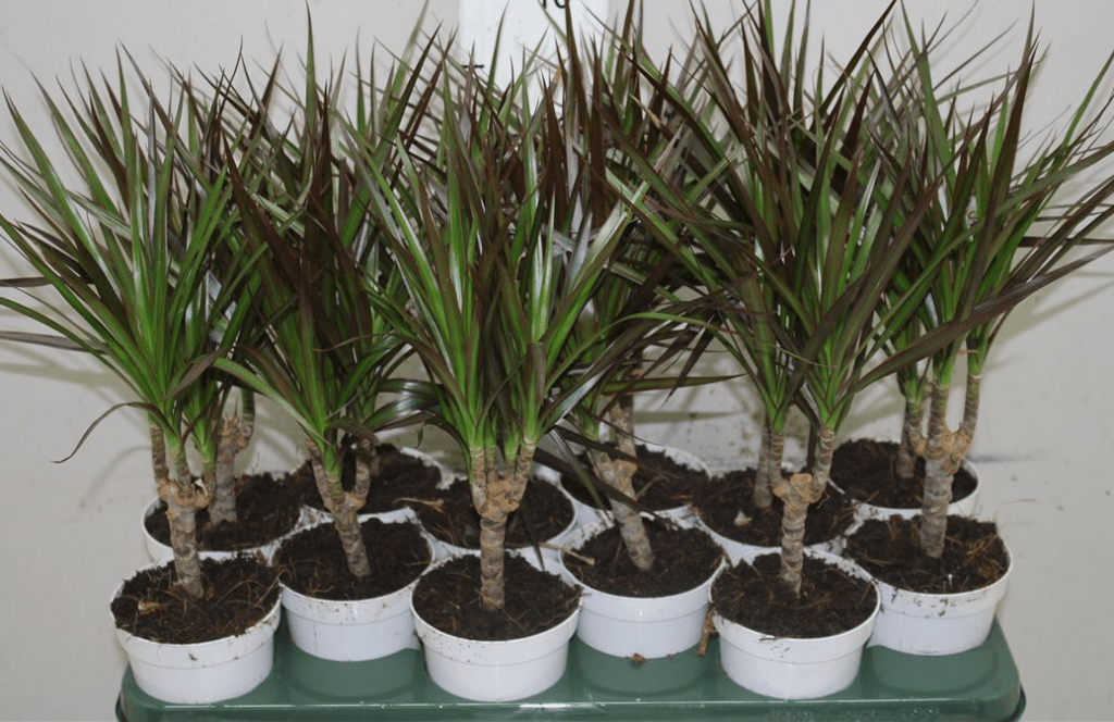 Strom Dracaena