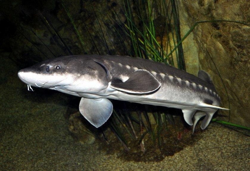 foto de peixe beluga