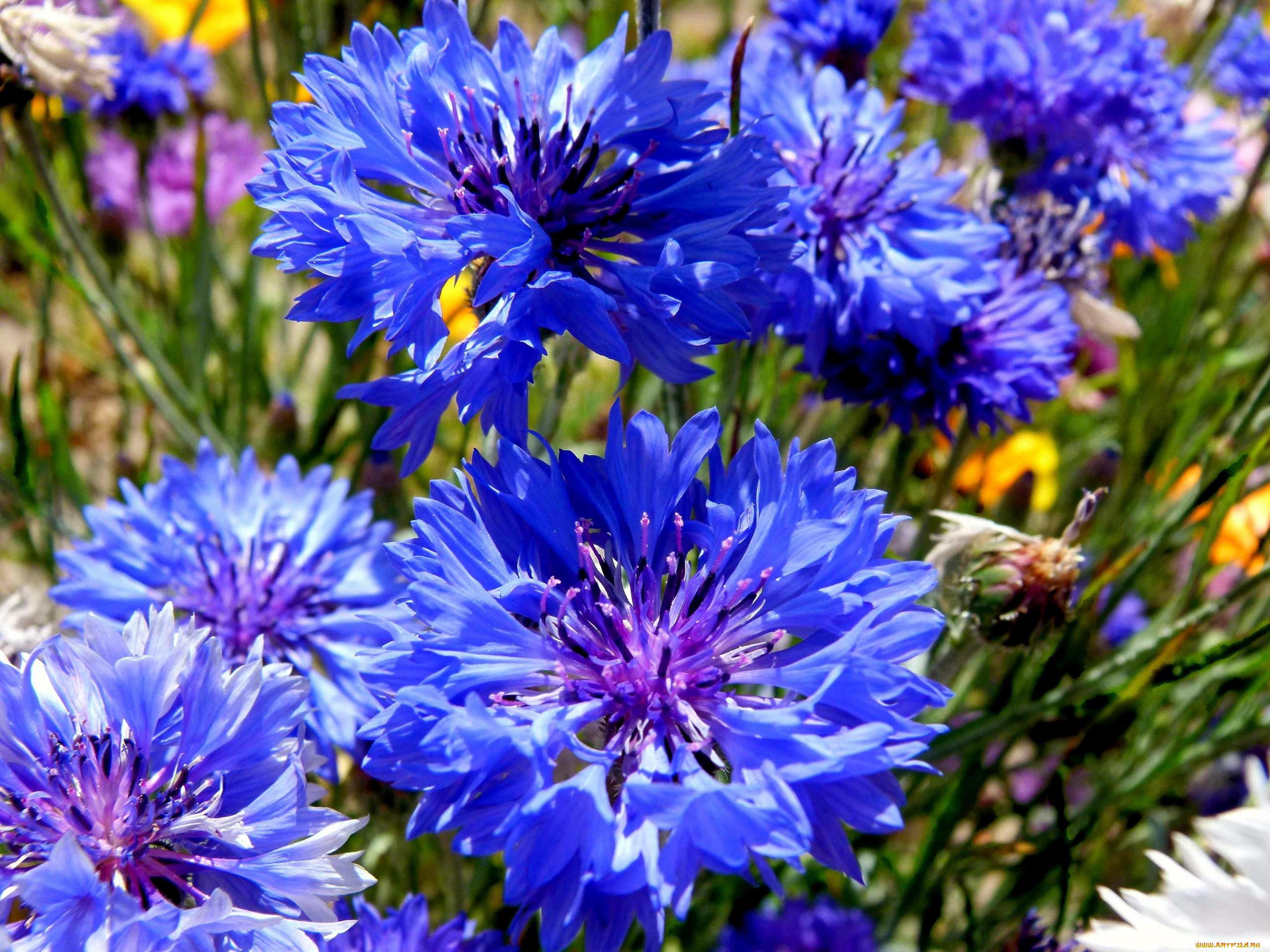 Cornflowers field