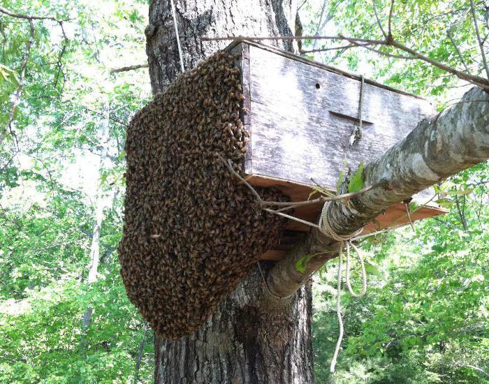 peguei um enxame de abelhas