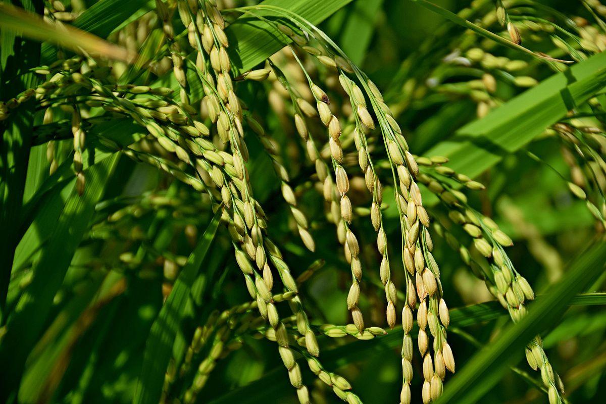 Foto de arroz dacha