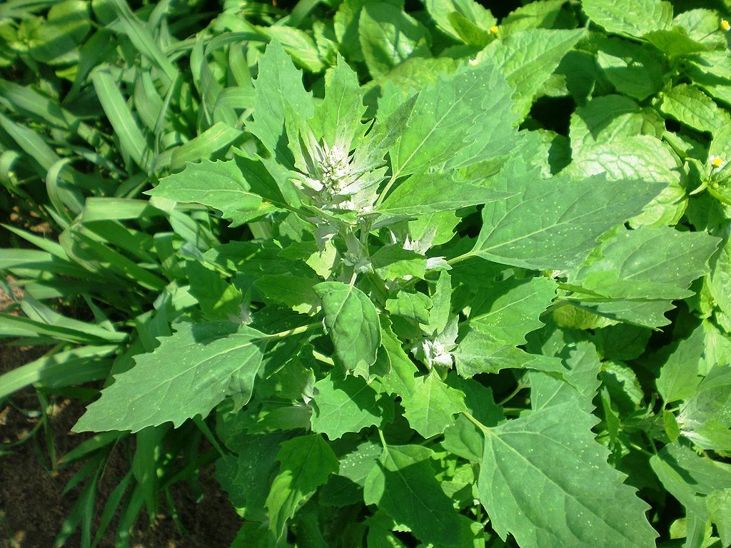 Planta de quinoa