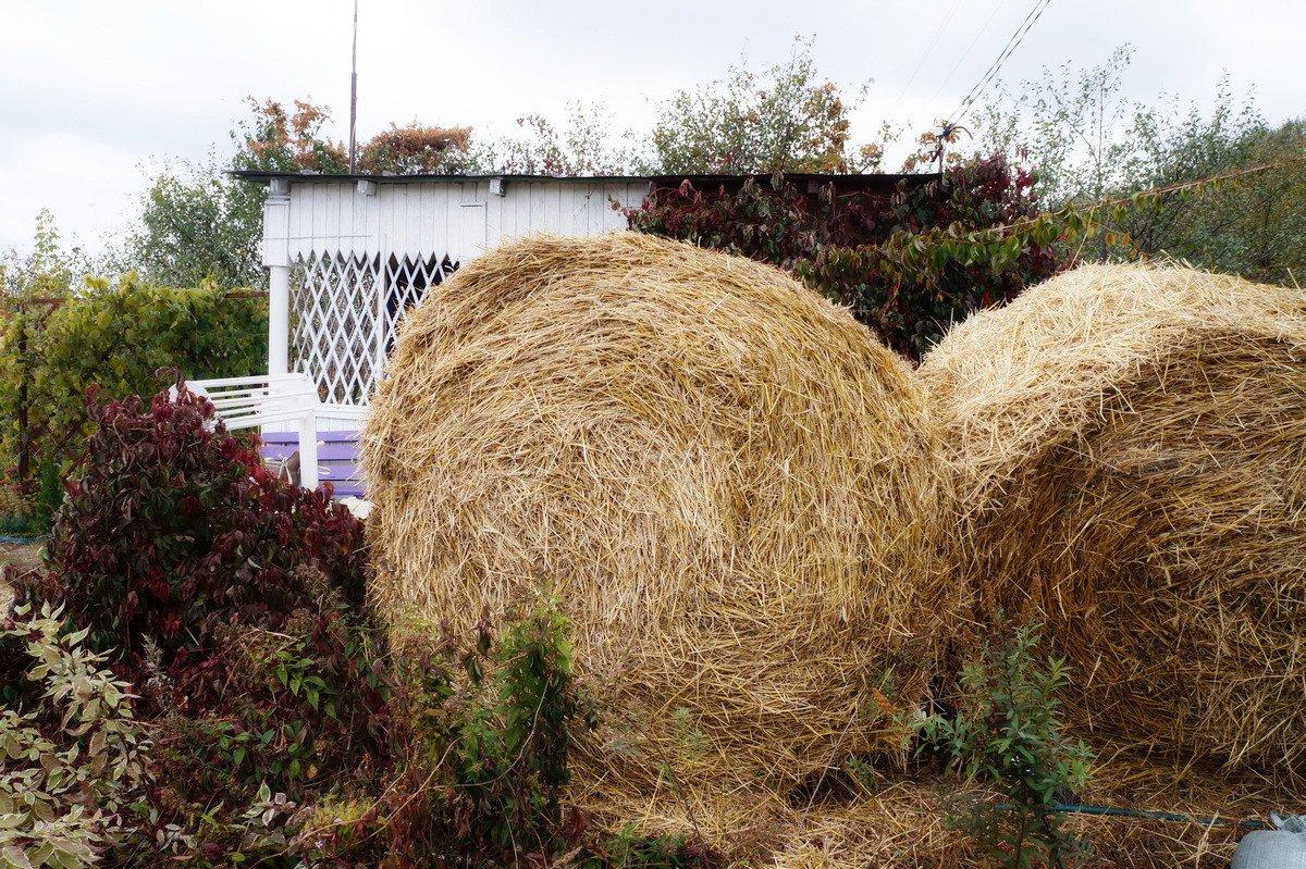 DIY-mulch van dennennaalden