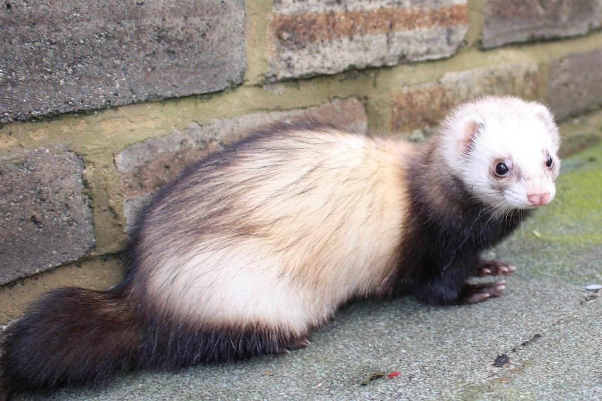 Champagne ferret