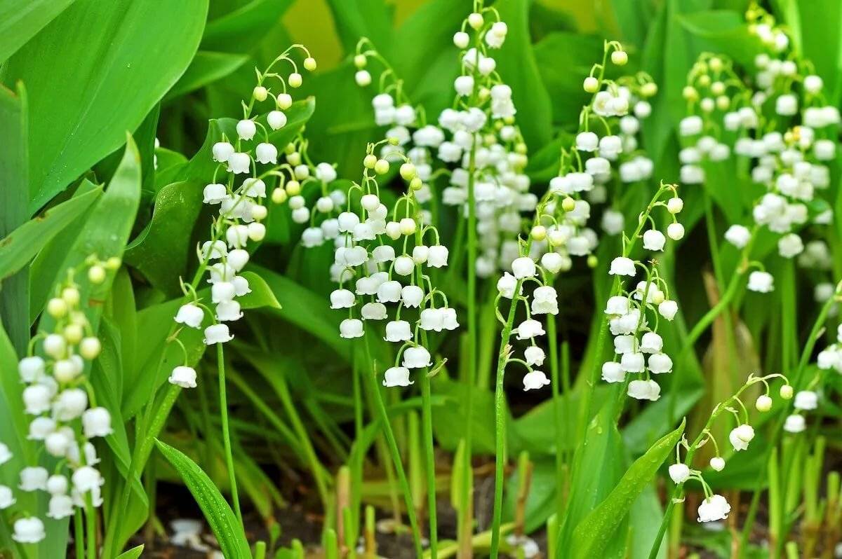 TOP 60 Frühlings-Primelblumen mit Namen, Beschreibungen und Auswahlmöglichkeiten