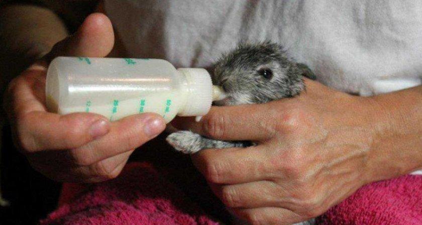 feeding baby rabbits