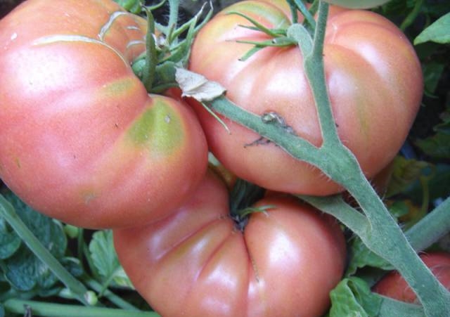 aparência de tomate elefante rosa