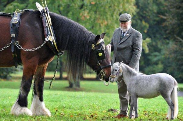 falabella horse