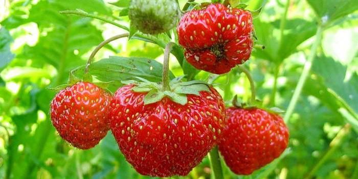 hinog na strawberry