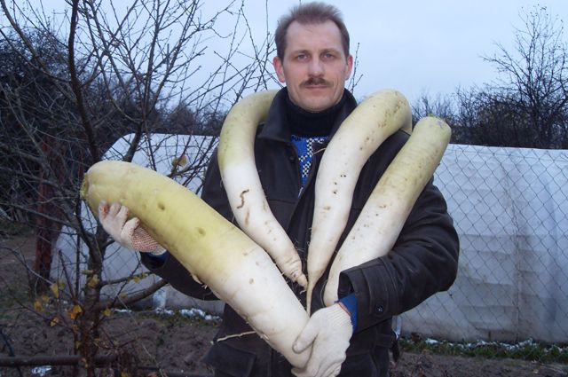 hatalmas méretű Daikon Bludgeon