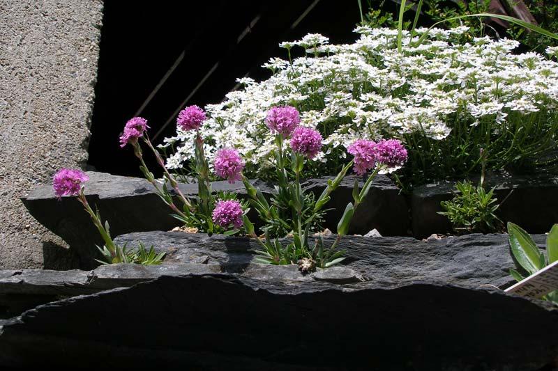 Lychnis auf den Steinen 