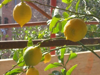 lemon tree