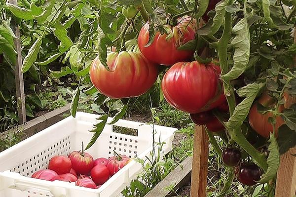 velká rajčata v zahradě