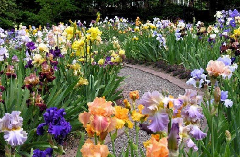 les iris fleurissent 