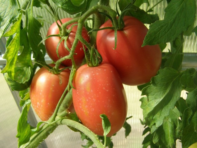 Rio Grande tomato bushes