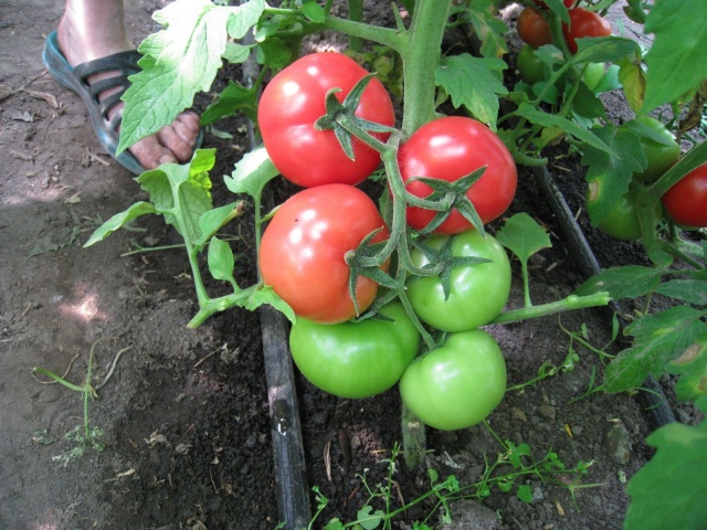 tomate rosa carnudo