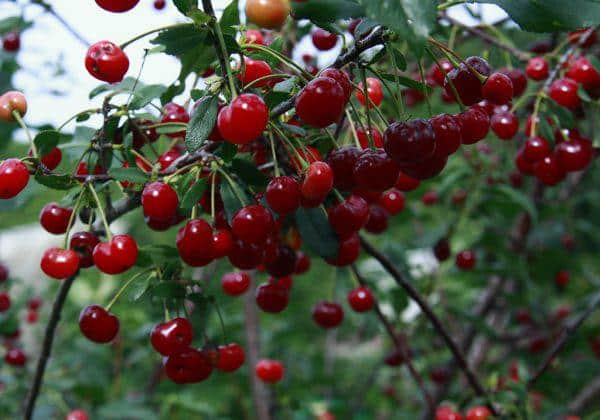 Ashinsky cherry