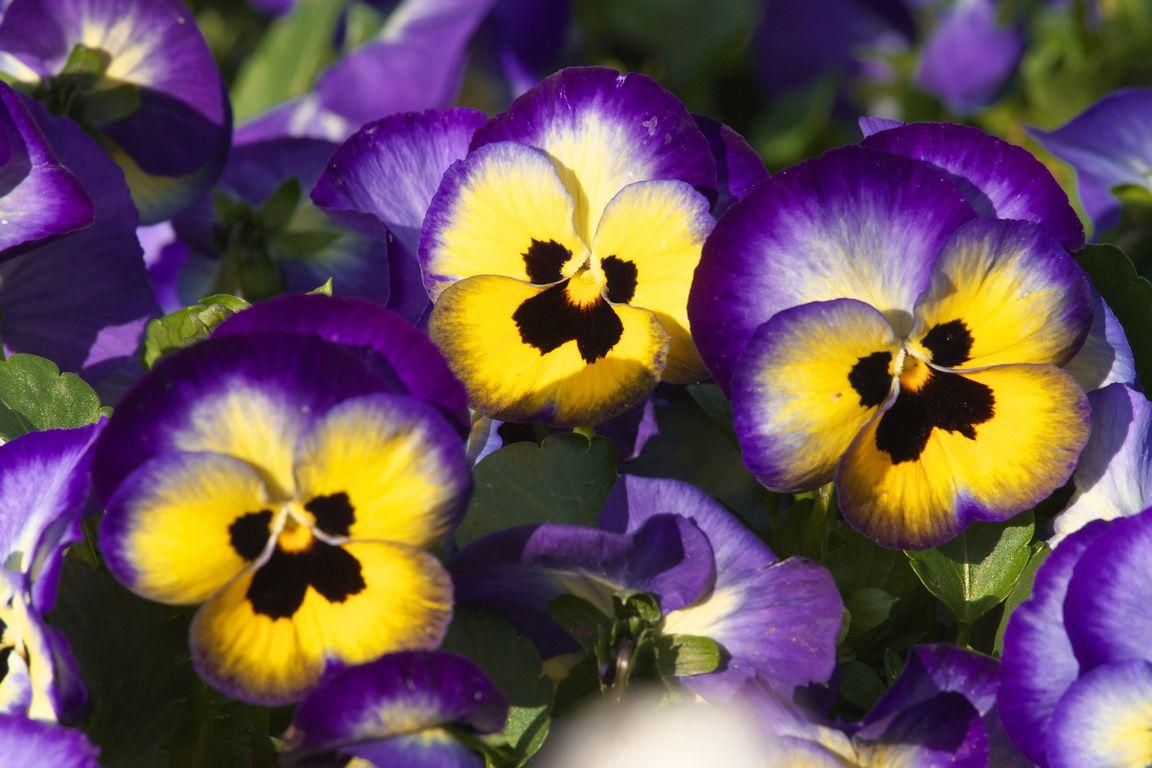 TOP 60 spring primrose flowers with names, descriptions and which ones to choose