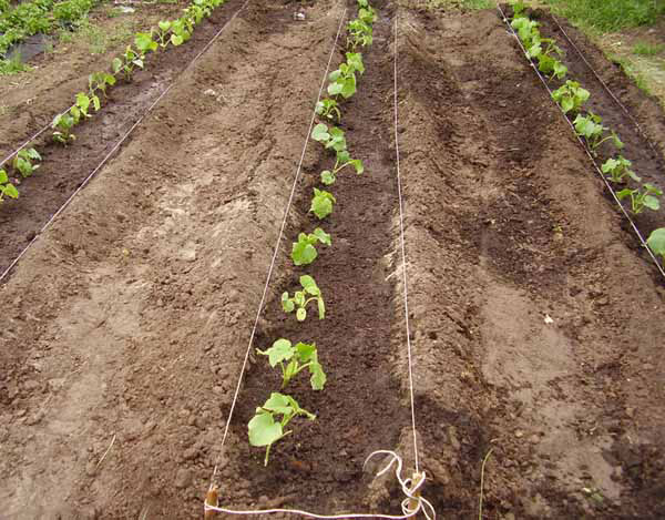 pepinos de acordo com Mittleider