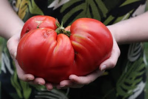 récolte de tomates