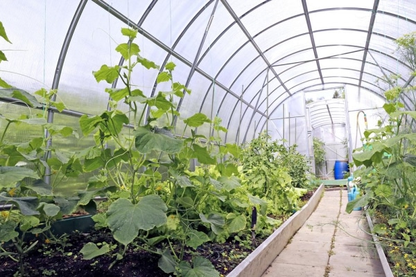 mga pipino sa greenhouse