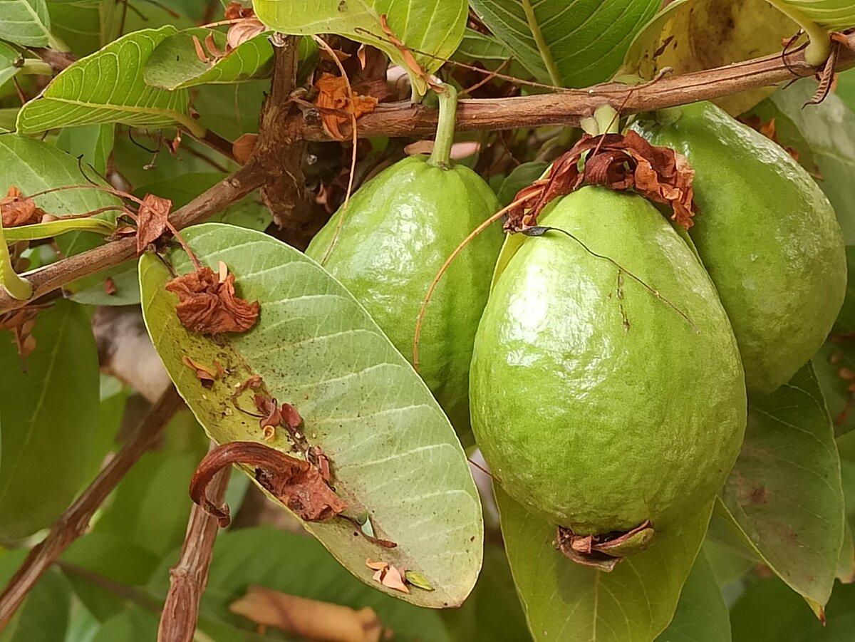 Guayaba tropical